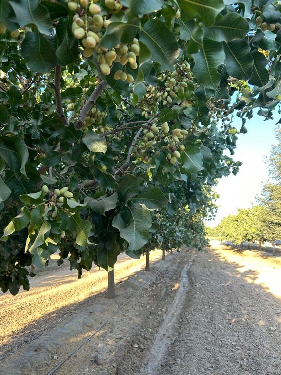 10433 S Bethel Avenue, Selma, CA 93662