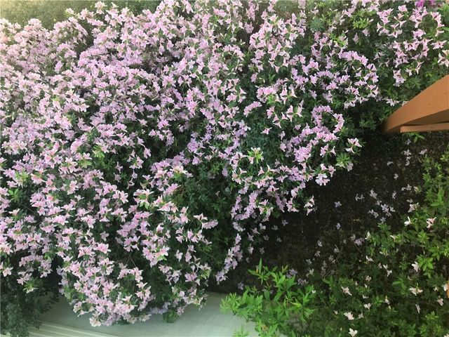 245 Ridge Point Court, Alpharetta, GA 30022