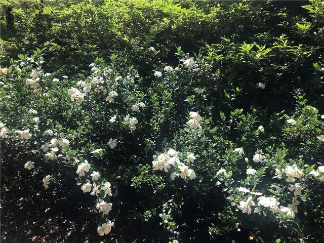 245 Ridge Point Court, Alpharetta, GA 30022