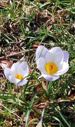 334 S Burns Avenue, Winchester, KY 40391