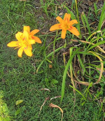 334 S Burns Avenue, Winchester, KY 40391