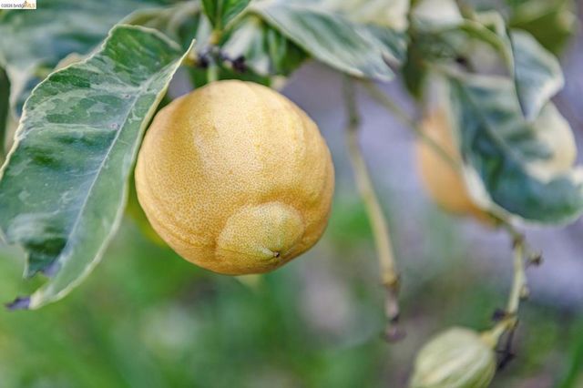 1066 1066 Bayview Ave, Oakland, CA 94610