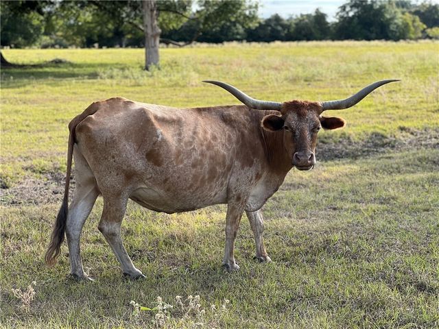 8281 Gibson Lane, Calvert, TX 77837