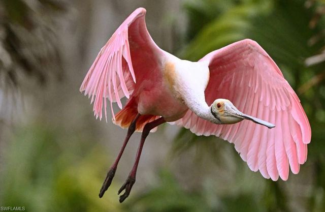 1810 NE 21st PL, Cape Coral, FL 33909