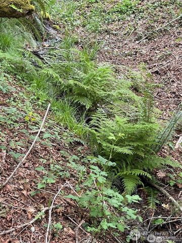 9 P-9 US Highway 101, Lilliwaup, WA 98555