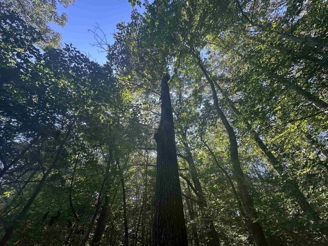 0 MIDDLEBURG RD, Decaturville, TN 38329