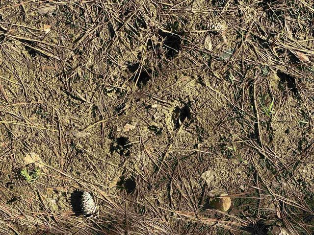 0 MIDDLEBURG RD, Decaturville, TN 38329