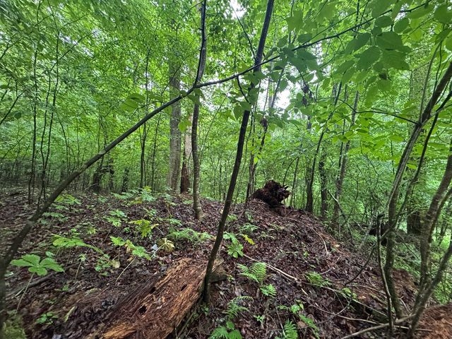 1.23 AC Bear Run Circle, Ellijay, GA 30540