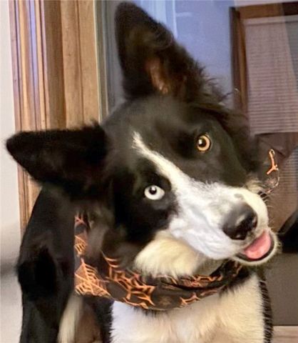 3933 Hardt Dr, Richland, PA 15044