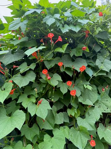 228 Greene Street, Augusta, GA 30901