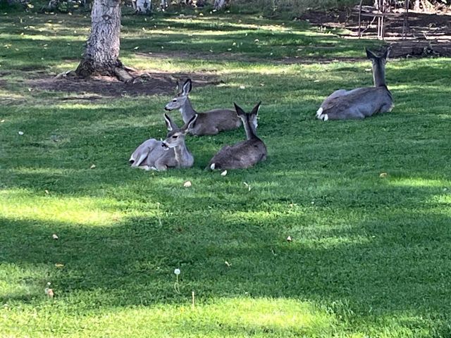 15318 Glenshire Drive, Truckee, CA 96161