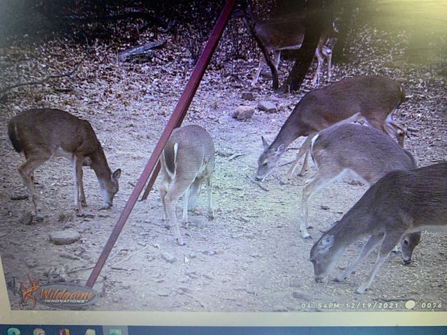 8381 Salt Creek Road, Jacksboro, TX 76458