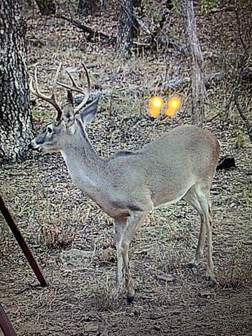 8381 Salt Creek Road, Jacksboro, TX 76458