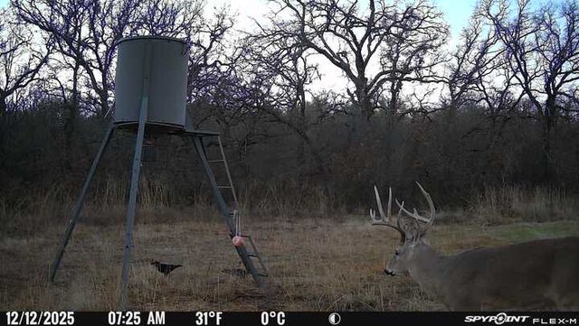 8381 Salt Creek Road, Jacksboro, TX 76458