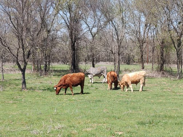 8381 Salt Creek Road, Jacksboro, TX 76458