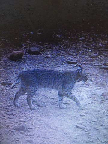 8381 Salt Creek Road, Jacksboro, TX 76458