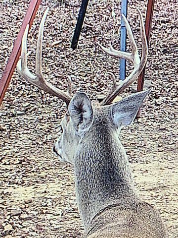 8381 Salt Creek Road, Jacksboro, TX 76458