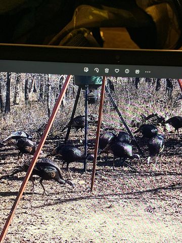 8381 Salt Creek Road, Jacksboro, TX 76458