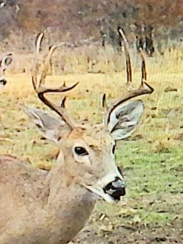 8381 Salt Creek Road, Jacksboro, TX 76458