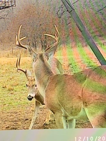 8381 Salt Creek Road, Jacksboro, TX 76458