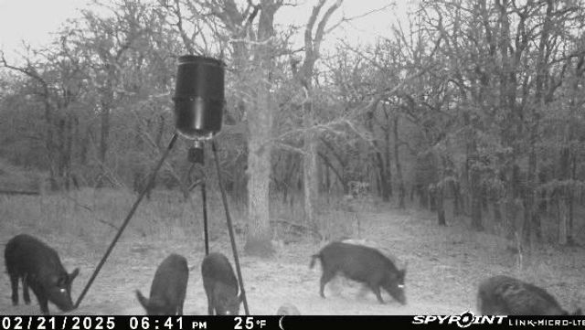 8381 Salt Creek Road, Jacksboro, TX 76458