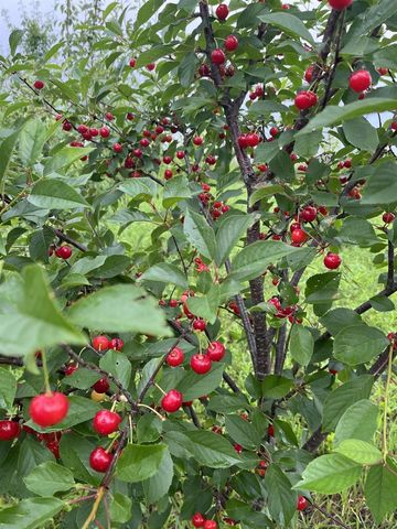 7983 Maurer Road, Cross Plains, WI 53528