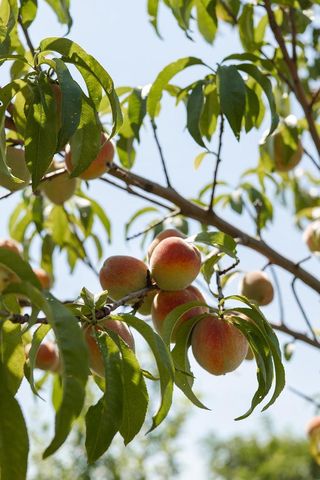 7983 Maurer Road, Cross Plains, WI 53528