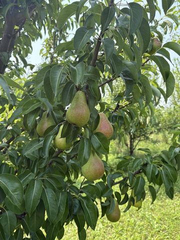 7983 Maurer Road, Cross Plains, WI 53528