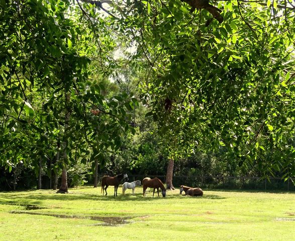 15531 42nd Road N, Loxahatchee Groves, FL 33470