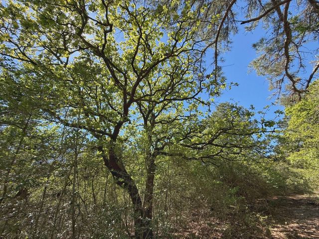 10 ac Cr 2926, Buffalo, TX 75831