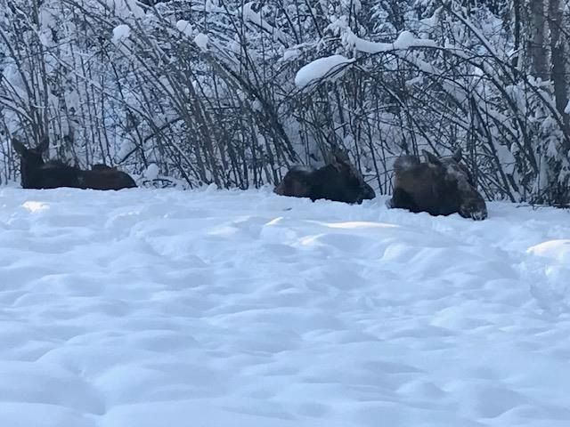 1921 BLACKBURN WAY, North Pole, AK 99705