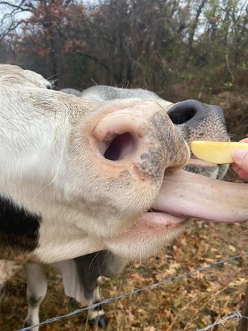 15174 Gray Fox Road, Choctaw, OK 73020