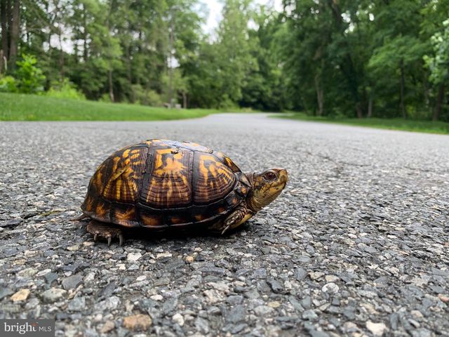 118 NORTH EAST ISLES DR, North East, MD 21901