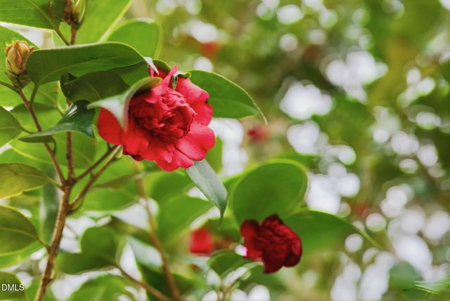 9906 Oak Hollow Road, Chapel Hill, NC 27516