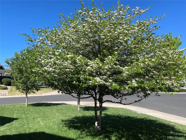 11580 Terrawood Court, Parker, CO 80134