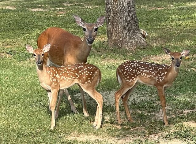 575 County Road 3581, Paradise, TX 76073