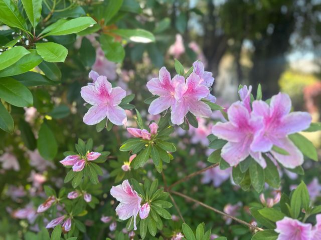 4125 Oro Street, Redding, CA 96001