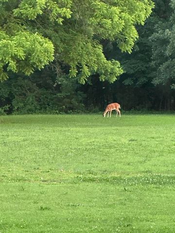 26 Cowboy Trail, Buffalo, MO 65622