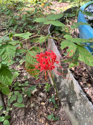 10140 County Road 6610, West Plains, MO 65775