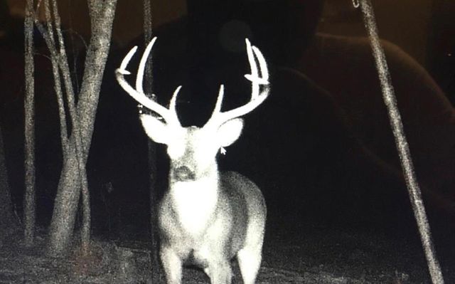 45 Acres Fm 229, Crockett, TX 75835