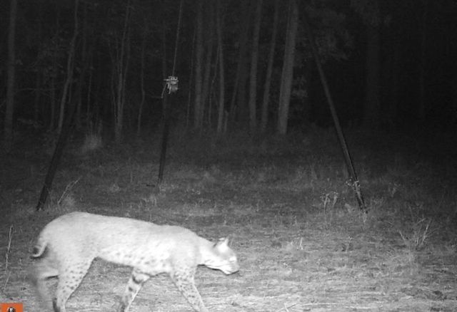 45 Acres Fm 229, Crockett, TX 75835