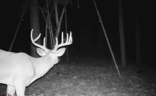 45 Acres Fm 229, Crockett, TX 75835