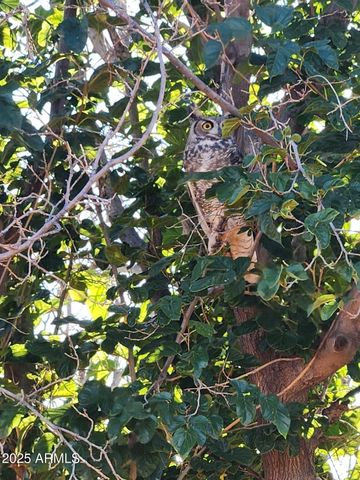 4901 W CHURELLA Trail, Double Adobe, AZ 85617