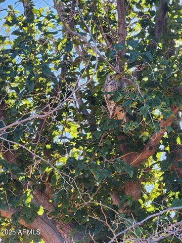 4901 W CHURELLA Trail, Double Adobe, AZ 85617