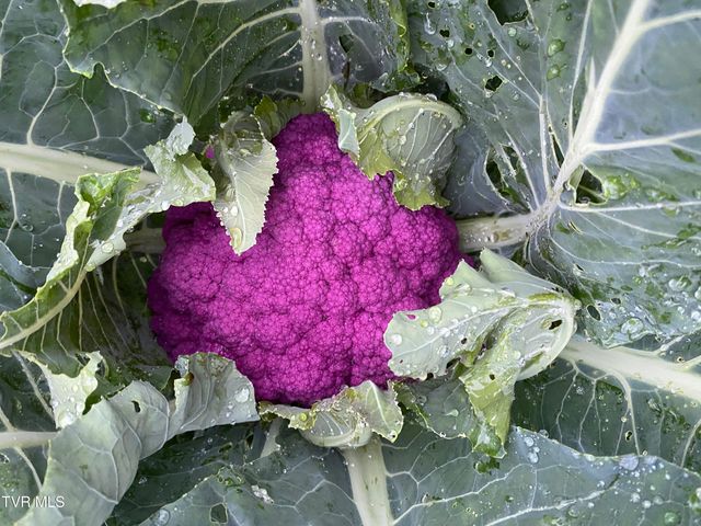 201 Hartsell Road, Jonesborough, TN 37659