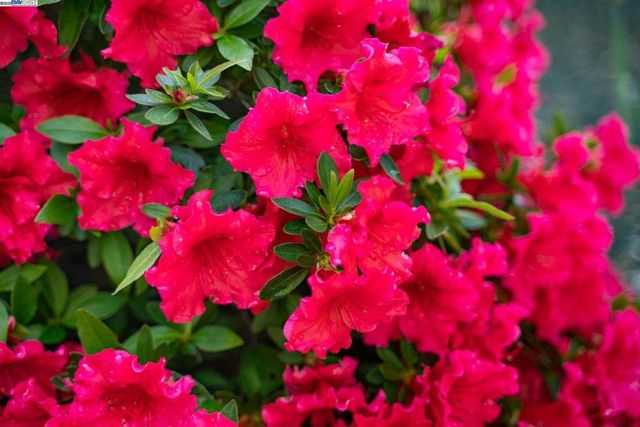 484 El Pintado Rd, Danville, CA 94526