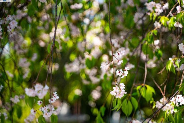 484 El Pintado Rd, Danville, CA 94526