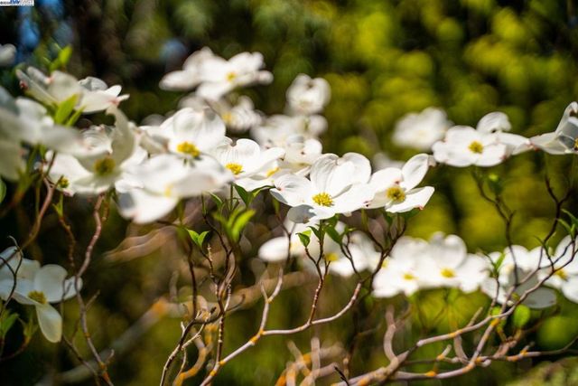 484 El Pintado Rd, Danville, CA 94526