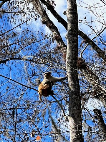 3100 NE 104TH TERRACE, Silver Springs, FL 34488