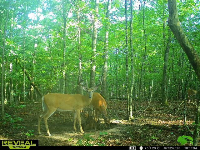 0 Summerfield Rd, Monteagle, TN 37356